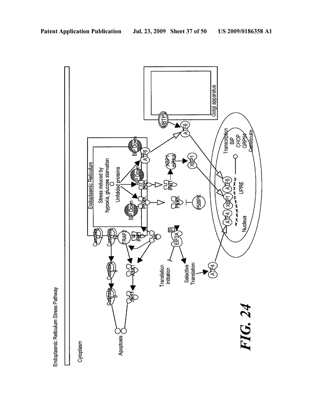 Pathway Analysis of Cell Culture Phenotypes and Uses Thereof - diagram, schematic, and image 38