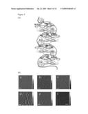 POLYSACCHARIDE-PROTEIN BINDING MODEL AND NANO-FIBRIL FORMATION OF A STARCH BINDING DOMAIN diagram and image