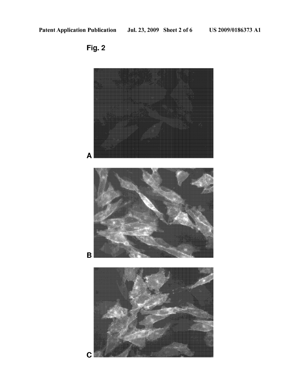 Pyrimidines reacting with O6-Alkylguanine-DNA alkyltransferase - diagram, schematic, and image 03