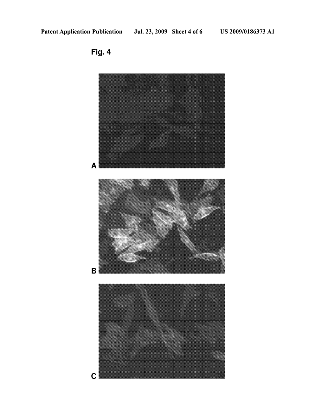 Pyrimidines reacting with O6-Alkylguanine-DNA alkyltransferase - diagram, schematic, and image 05