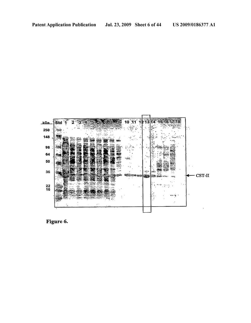 MODIFICATIONS OF CST-II FOR INCREASED PROTEIN EXPRESSION - diagram, schematic, and image 07