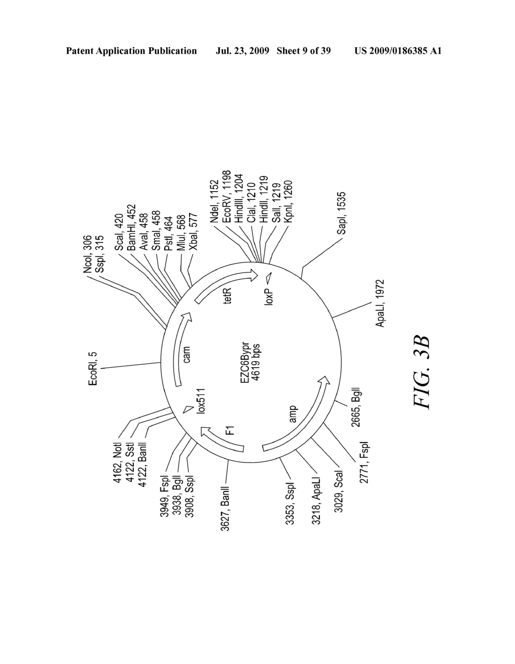 RECOMBINATIONAL CLONING USING NUCLEIC ACIDS HAVING RECOMBINATION SITES - diagram, schematic, and image 10