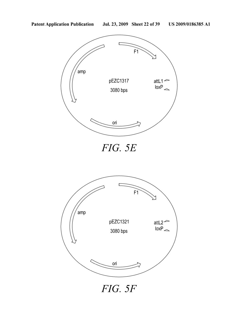 RECOMBINATIONAL CLONING USING NUCLEIC ACIDS HAVING RECOMBINATION SITES - diagram, schematic, and image 23