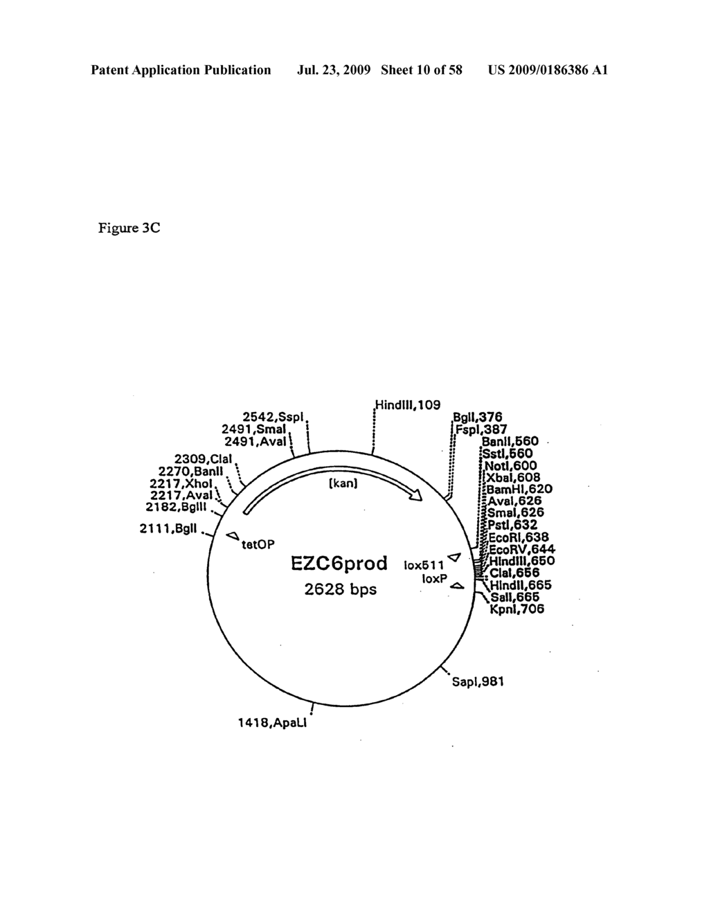 RECOMBINATIONAL CLONING USING NUCLEIC ACIDS HAVING RECOMBINATION SITES - diagram, schematic, and image 11