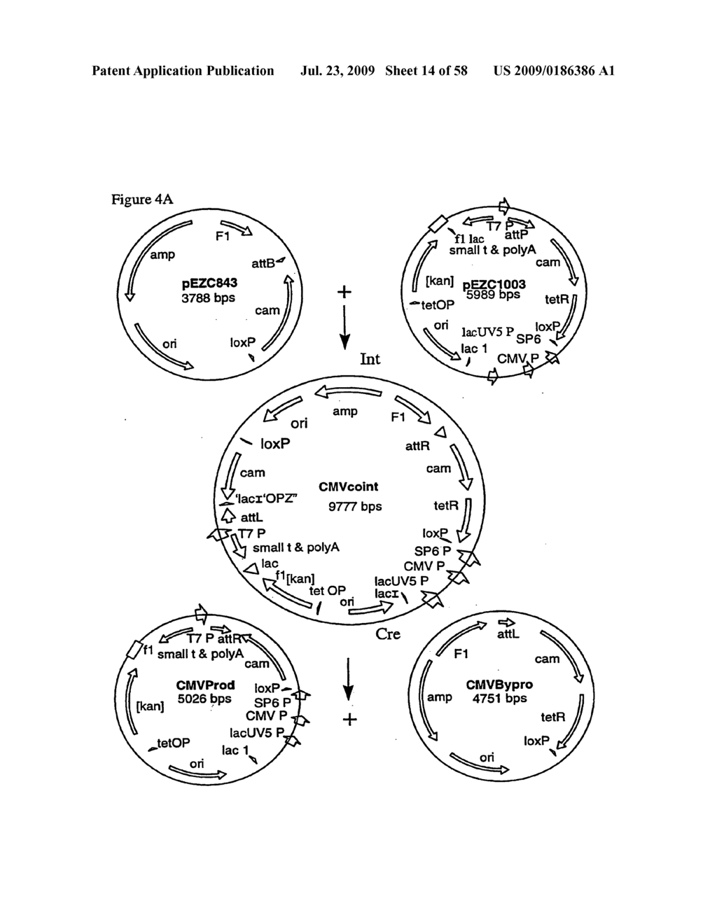 RECOMBINATIONAL CLONING USING NUCLEIC ACIDS HAVING RECOMBINATION SITES - diagram, schematic, and image 15