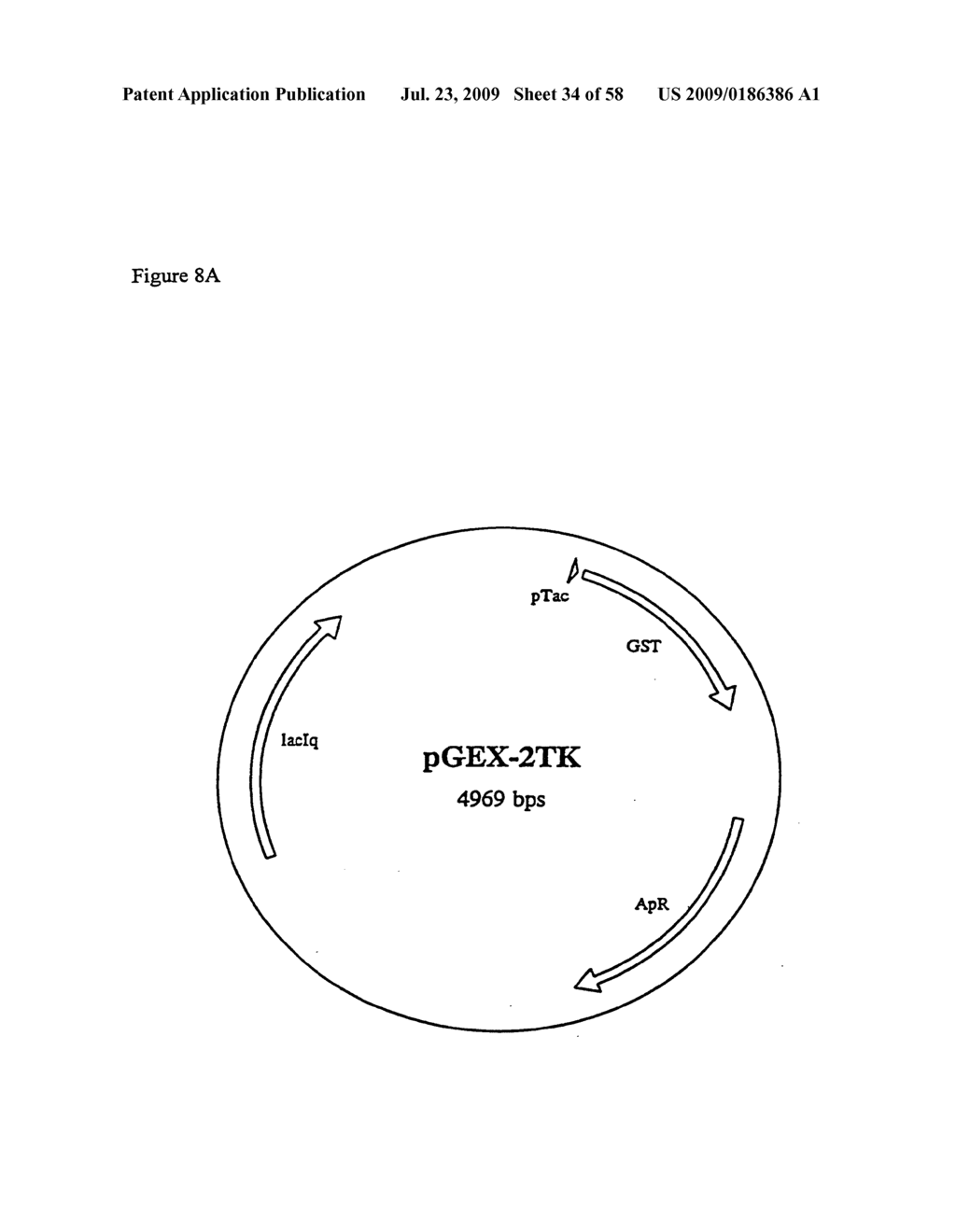 RECOMBINATIONAL CLONING USING NUCLEIC ACIDS HAVING RECOMBINATION SITES - diagram, schematic, and image 35