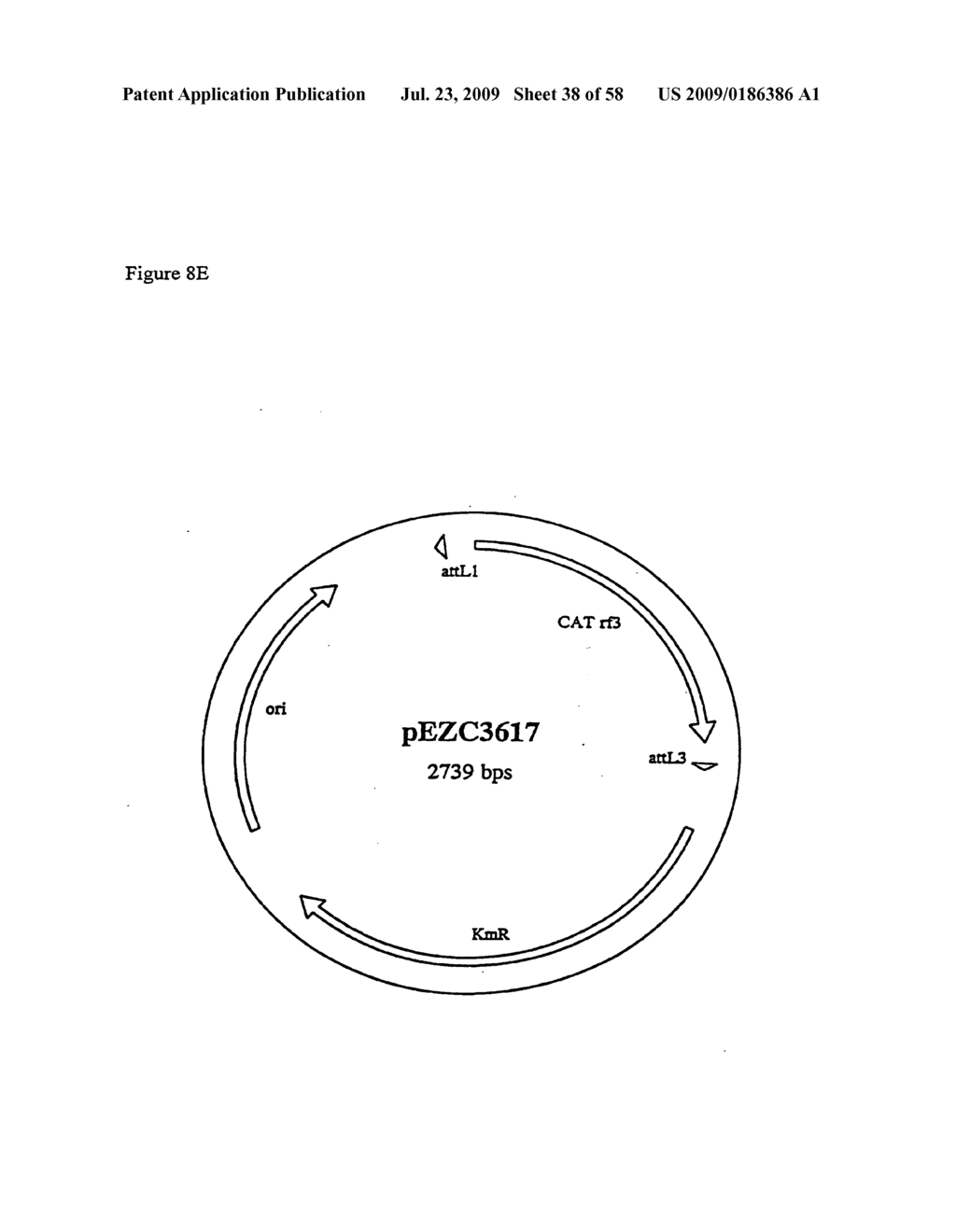 RECOMBINATIONAL CLONING USING NUCLEIC ACIDS HAVING RECOMBINATION SITES - diagram, schematic, and image 39