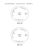 RECOMBINATIONAL CLONING USING ENGINEERED RECOMBINATION SITES diagram and image