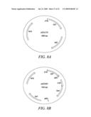 RECOMBINATIONAL CLONING USING ENGINEERED RECOMBINATION SITES diagram and image