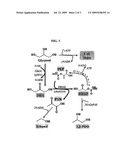 Anaerobic Fermentation of Glycerol diagram and image