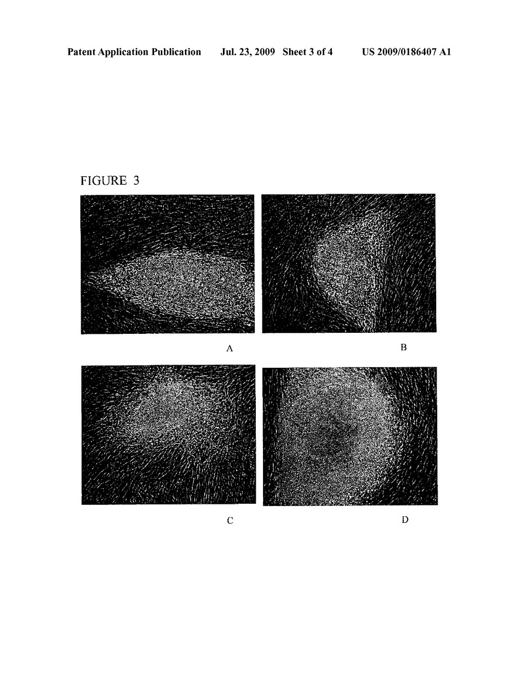 Alternative Compositions and Methods for the Culture of Stem Cells - diagram, schematic, and image 04