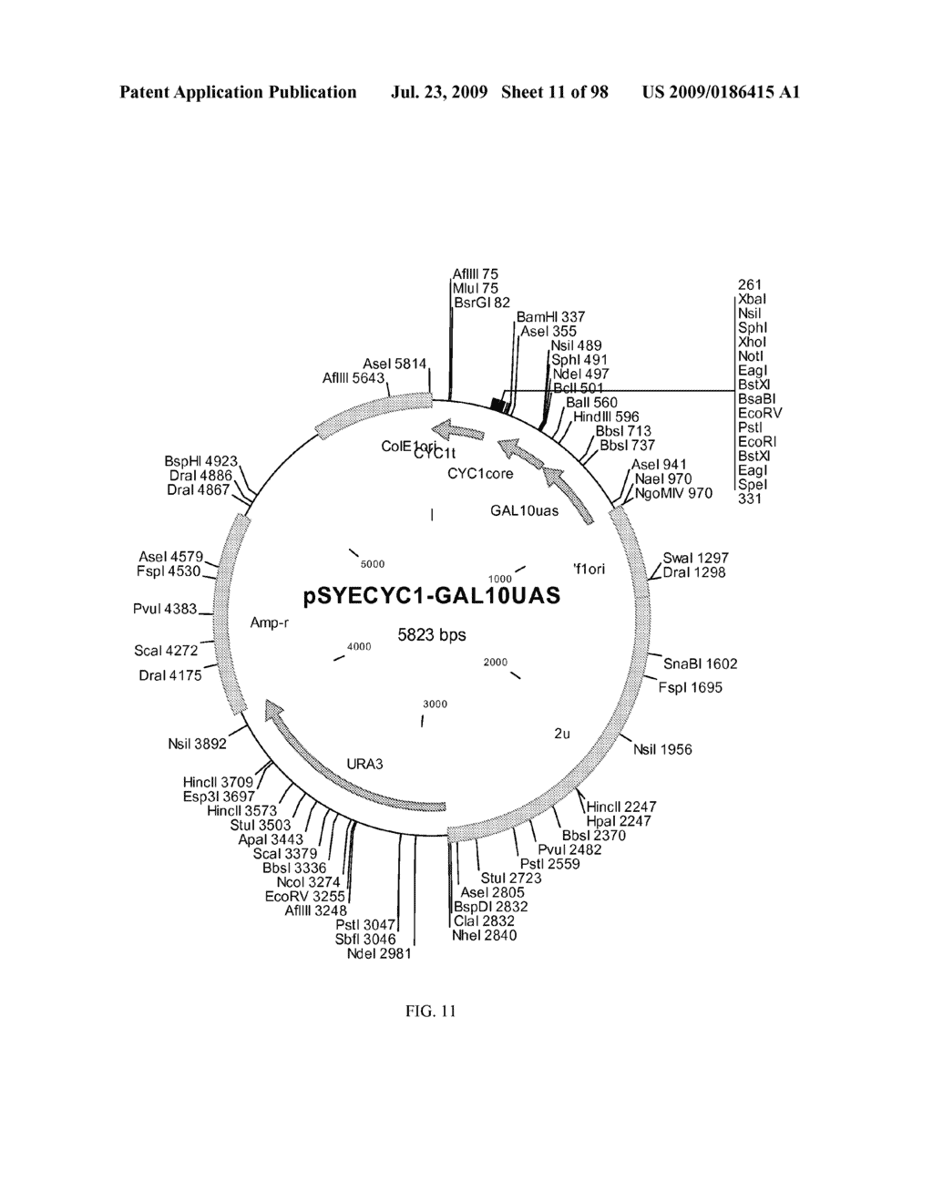 METHOD FOR PRODUCTION OF CYTOCHROME P450 WITH N-TERMINAL TRUNCATED P450 REDUCTASE - diagram, schematic, and image 12