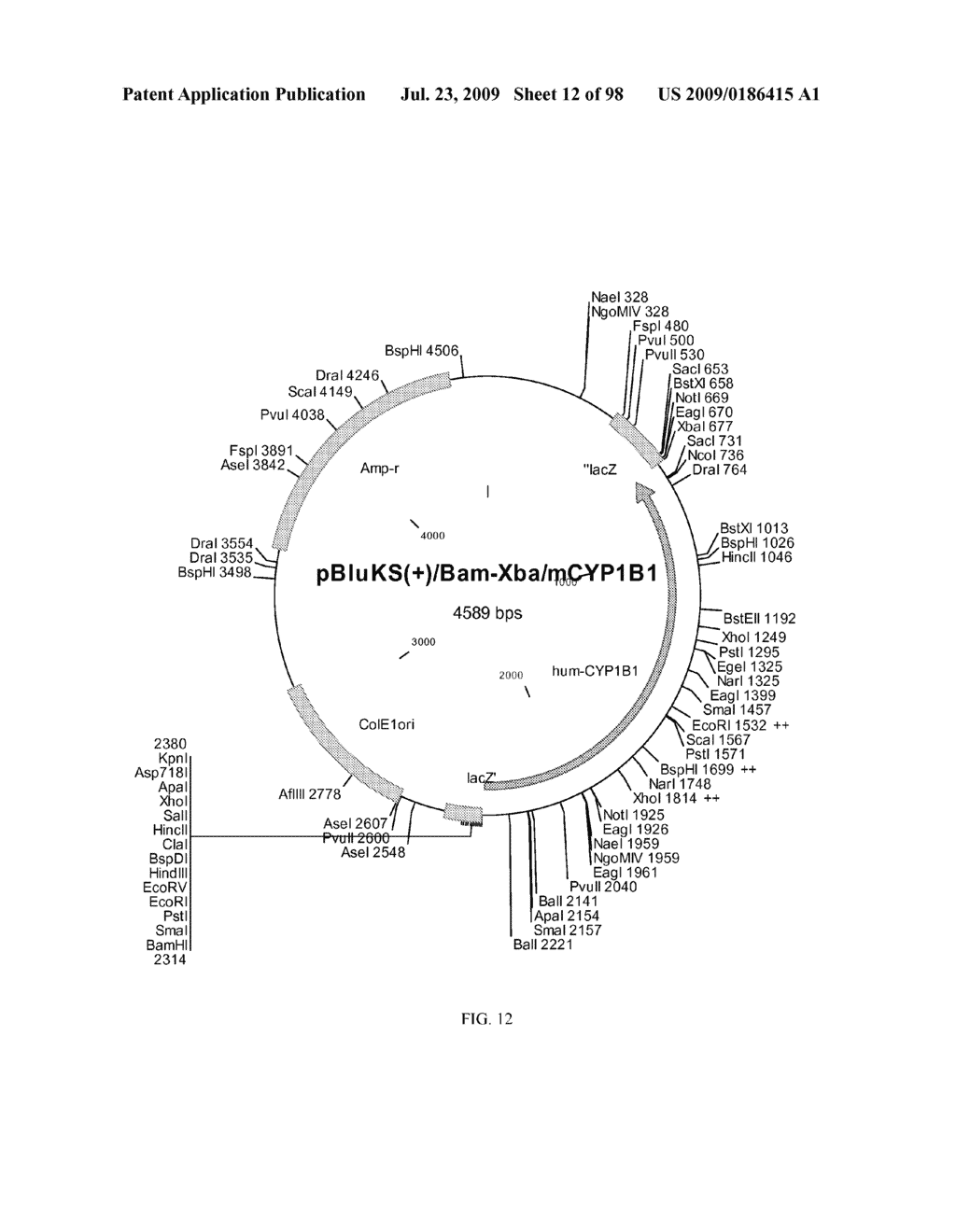 METHOD FOR PRODUCTION OF CYTOCHROME P450 WITH N-TERMINAL TRUNCATED P450 REDUCTASE - diagram, schematic, and image 13