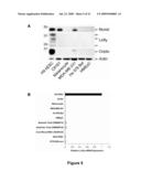 Methods of Inhibiting Tumor Cell Aggressiveness Using The Microenvironment of Human Embryonic Stem Cells diagram and image