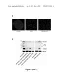 Methods of Inhibiting Tumor Cell Aggressiveness Using The Microenvironment of Human Embryonic Stem Cells diagram and image