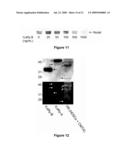 Methods of Inhibiting Tumor Cell Aggressiveness Using The Microenvironment of Human Embryonic Stem Cells diagram and image