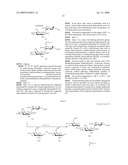 Novel aminoglycoside antibiotics diagram and image