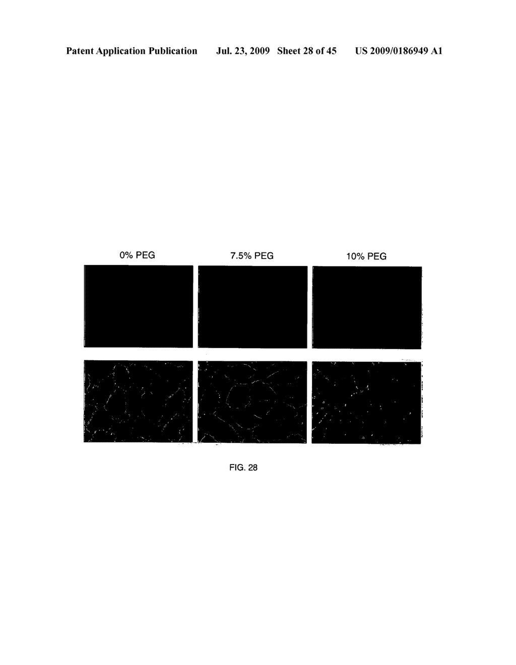 Method for Treating Endothelial and Epithelial Cell Disorders by Administering High Molecular Weight PEG-Like Compounds - diagram, schematic, and image 29