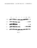 Novobiocin Analogues diagram and image