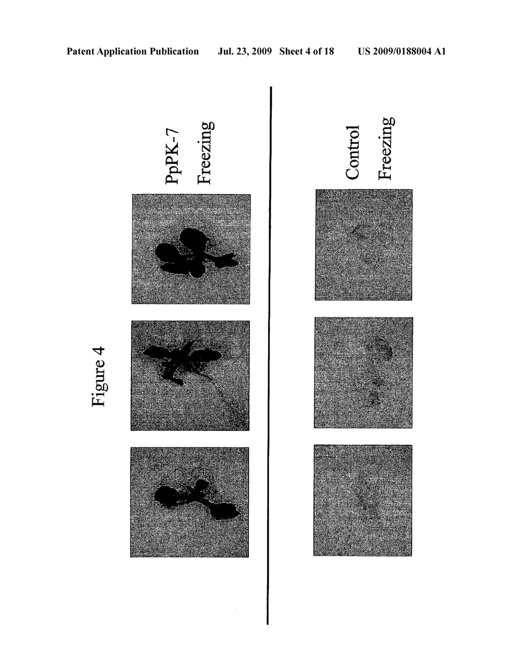 Protein Kinase Stress-Related Proteins and Methods of Use in Plants - diagram, schematic, and image 05