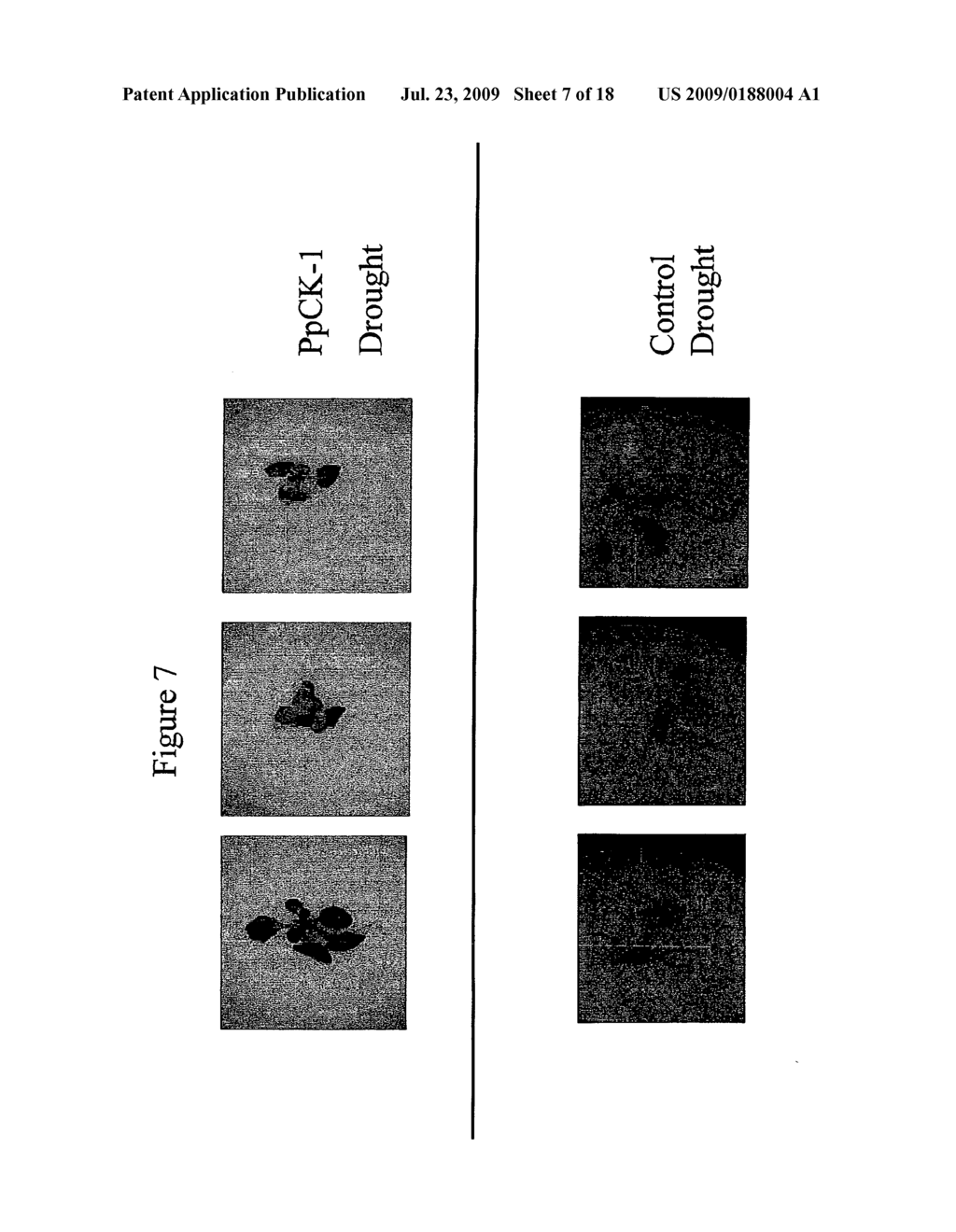 Protein Kinase Stress-Related Proteins and Methods of Use in Plants - diagram, schematic, and image 08