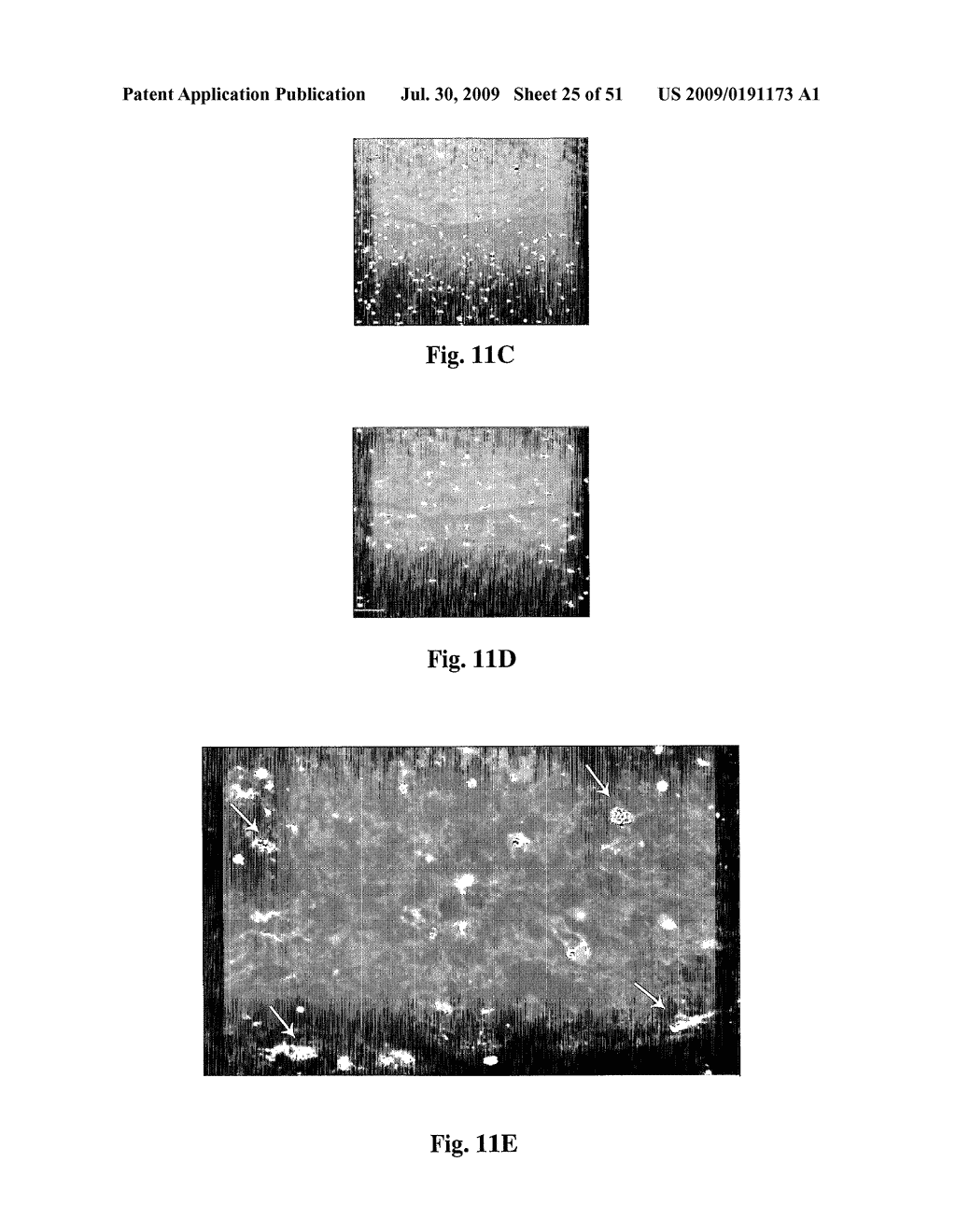 Induction Of Neurogenesis And Stem Cell Therapy In Combination With Copolymer 1 - diagram, schematic, and image 26