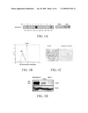 Reducing Cancer Cell Invasion Using an Inhibitor of Toll Like Receptor Signaling diagram and image