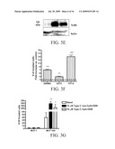 Reducing Cancer Cell Invasion Using an Inhibitor of Toll Like Receptor Signaling diagram and image