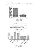 Reducing Cancer Cell Invasion Using an Inhibitor of Toll Like Receptor Signaling diagram and image