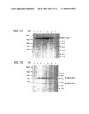 GLYCOENGINEERED, RECOMBINANT ANTIBODY diagram and image