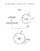 GLYCOENGINEERED, RECOMBINANT ANTIBODY diagram and image