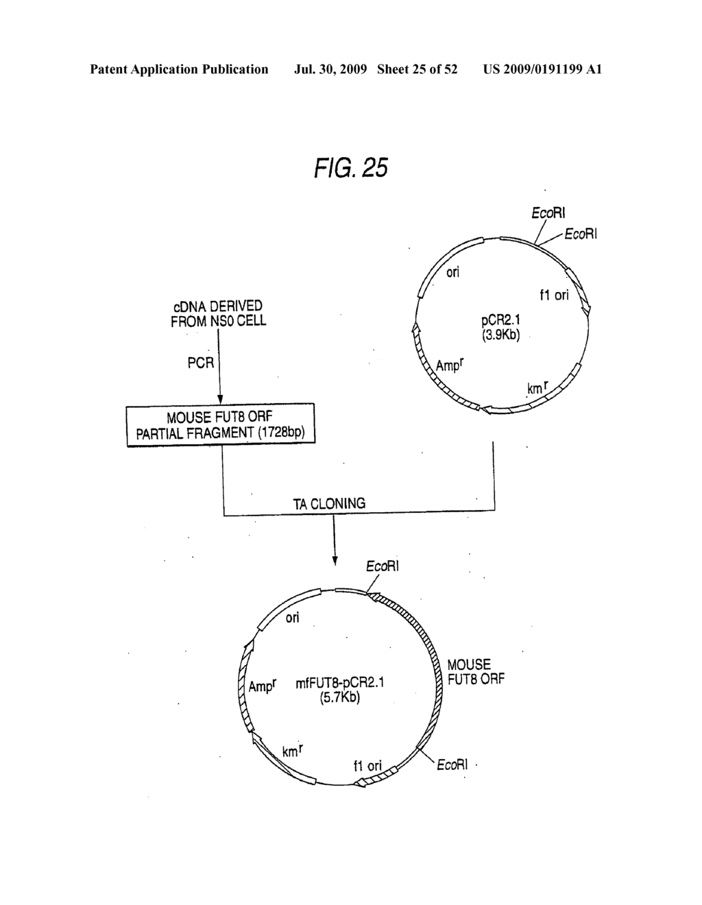 GLYCOENGINEERED, RECOMBINANT ANTIBODY - diagram, schematic, and image 26