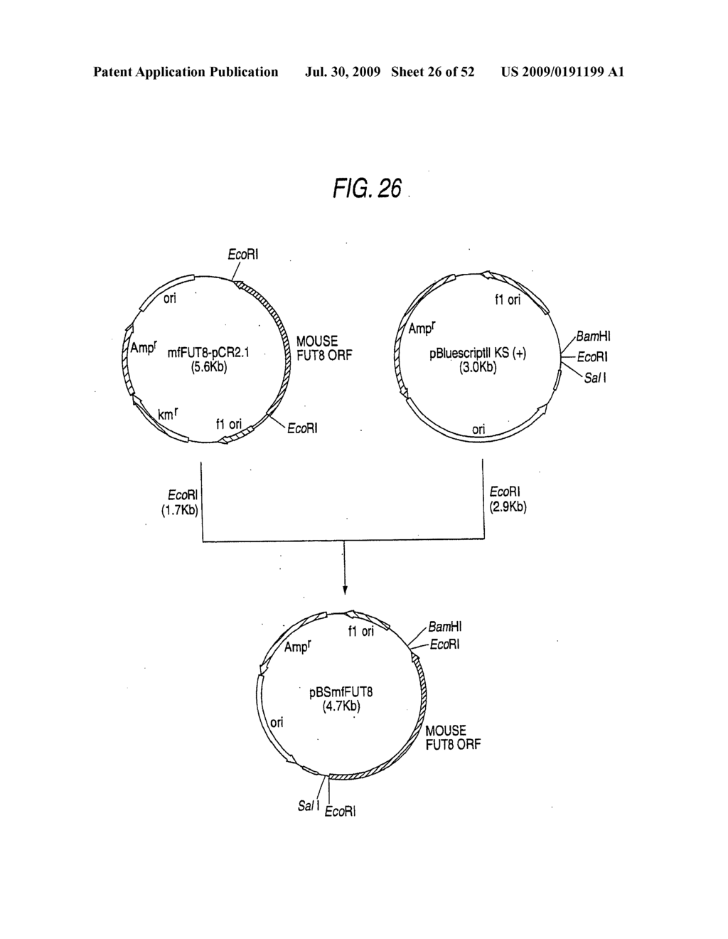 GLYCOENGINEERED, RECOMBINANT ANTIBODY - diagram, schematic, and image 27