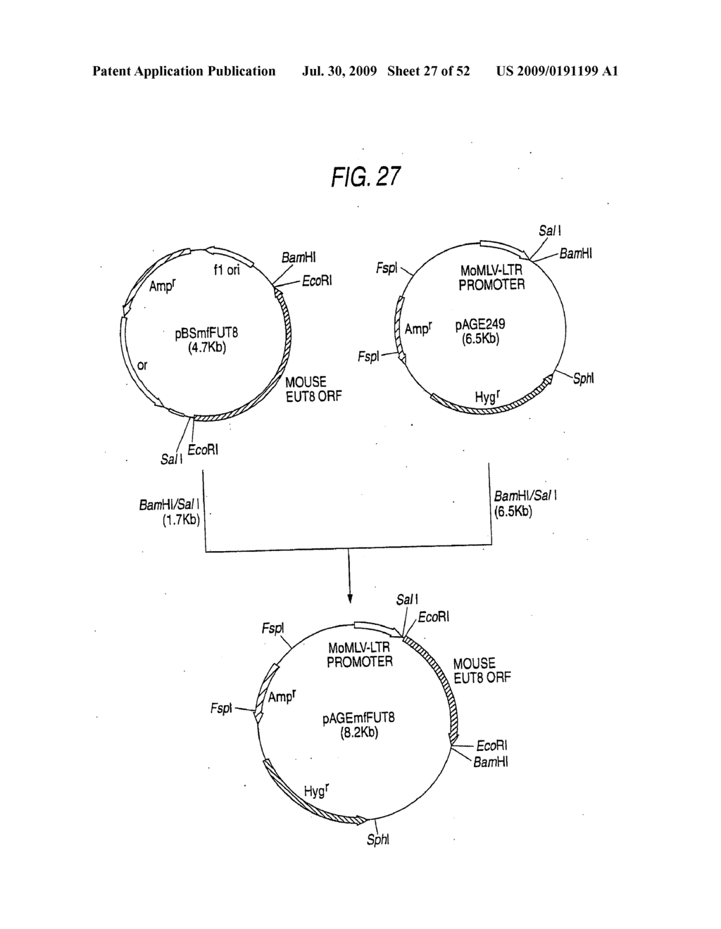 GLYCOENGINEERED, RECOMBINANT ANTIBODY - diagram, schematic, and image 28