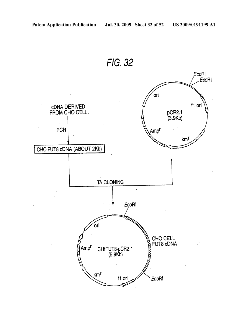 GLYCOENGINEERED, RECOMBINANT ANTIBODY - diagram, schematic, and image 33