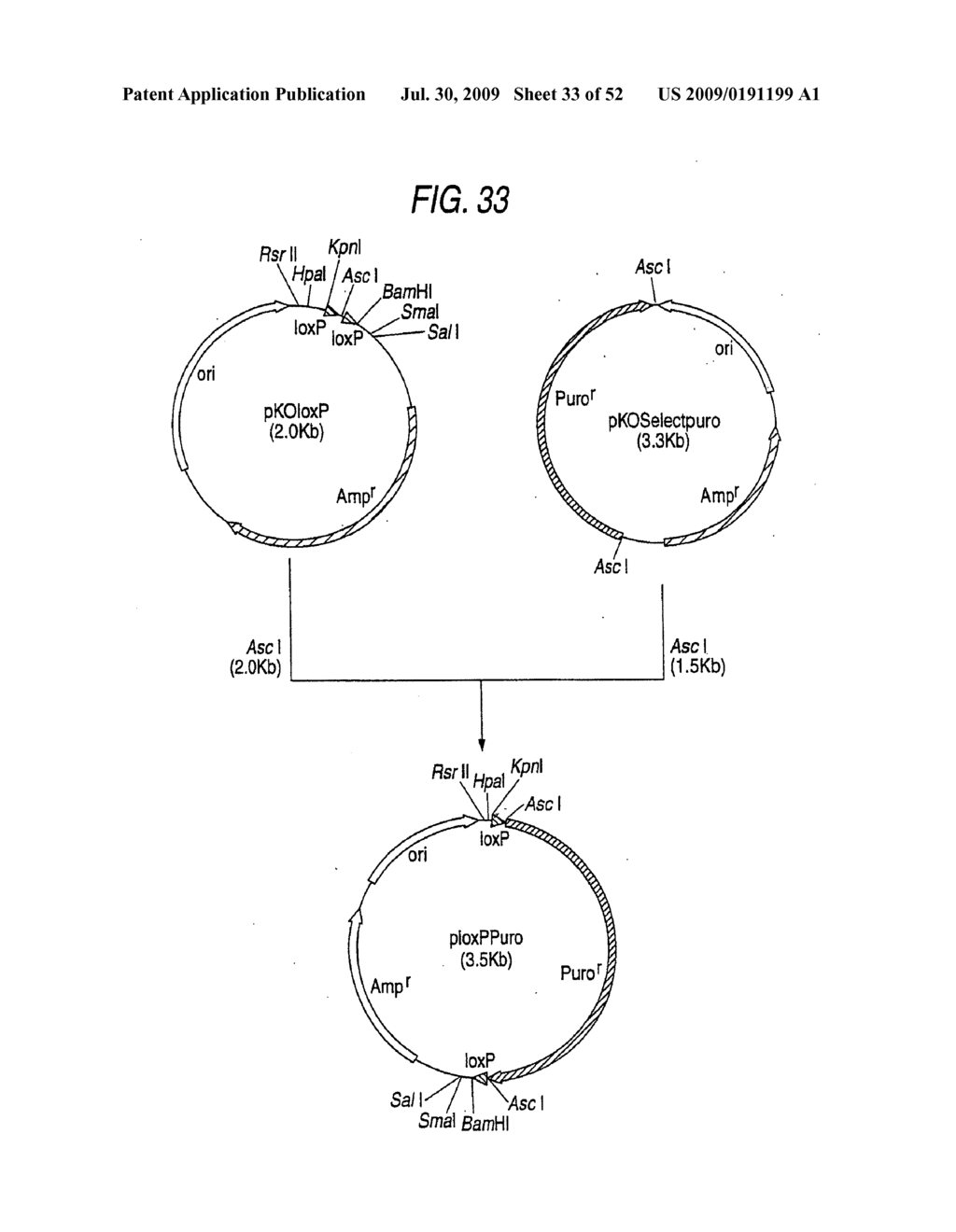 GLYCOENGINEERED, RECOMBINANT ANTIBODY - diagram, schematic, and image 34