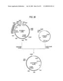 GLYCOENGINEERED, RECOMBINANT ANTIBODY diagram and image