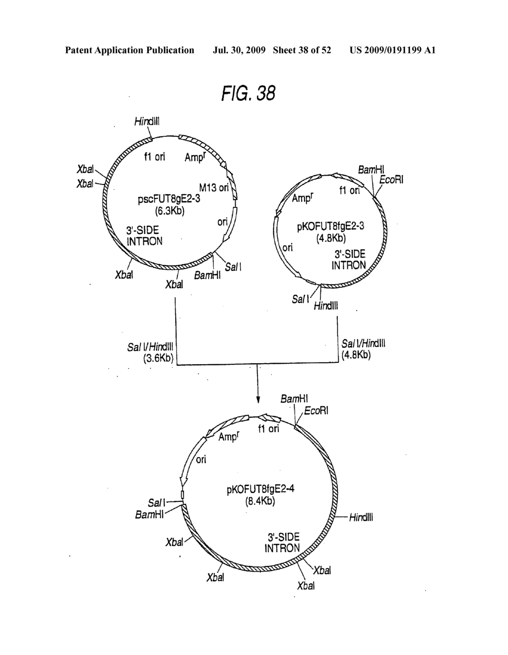 GLYCOENGINEERED, RECOMBINANT ANTIBODY - diagram, schematic, and image 39