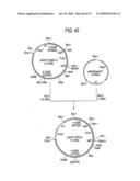 GLYCOENGINEERED, RECOMBINANT ANTIBODY diagram and image