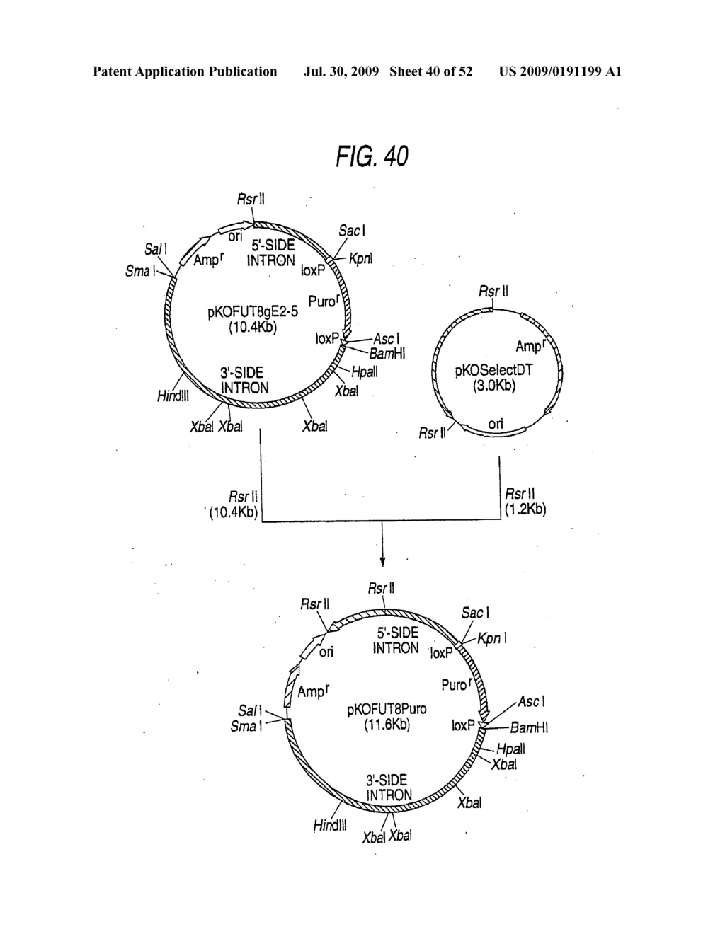 GLYCOENGINEERED, RECOMBINANT ANTIBODY - diagram, schematic, and image 41