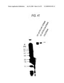 GLYCOENGINEERED, RECOMBINANT ANTIBODY diagram and image