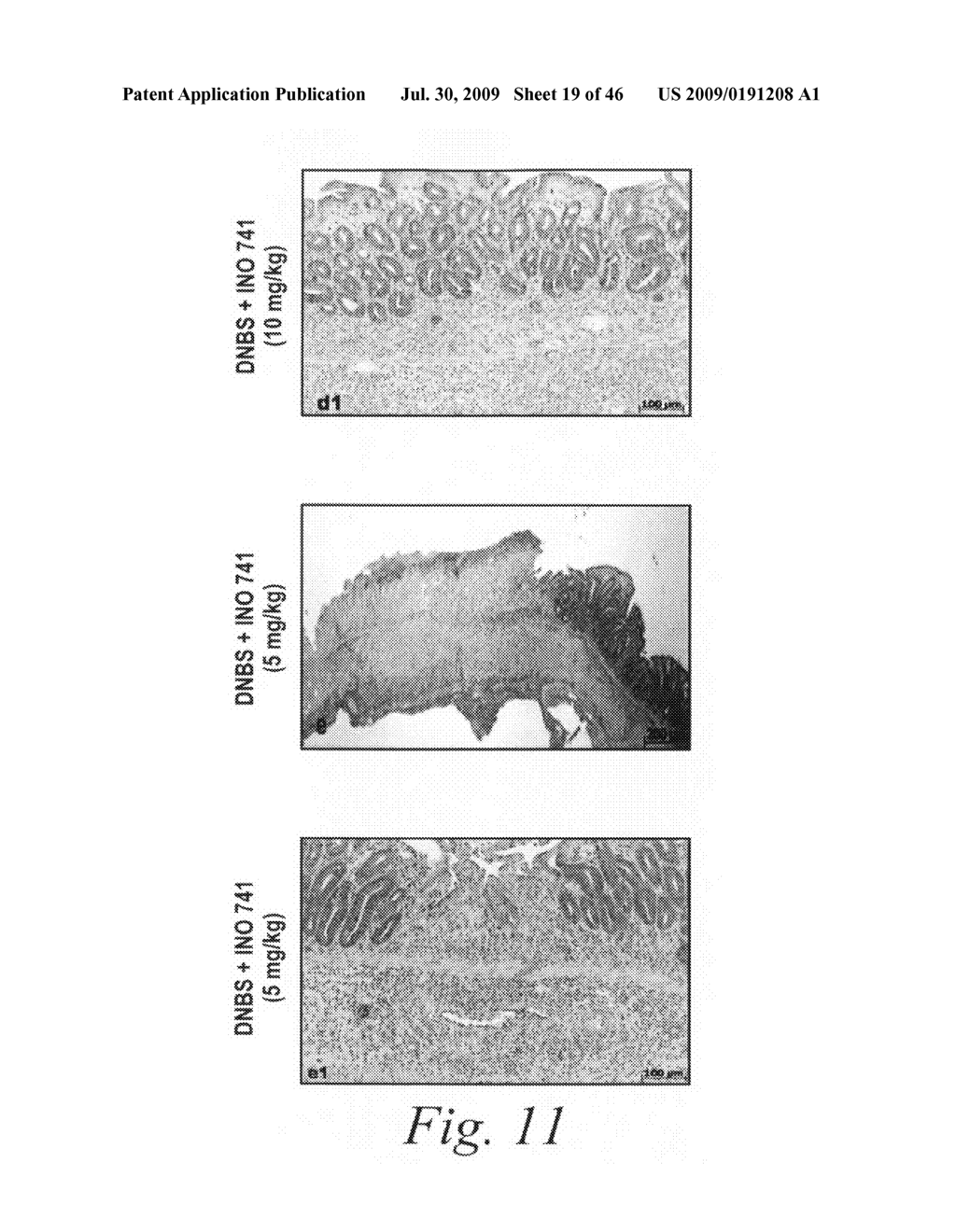 Antibodies against flagellin and uses thereof - diagram, schematic, and image 20