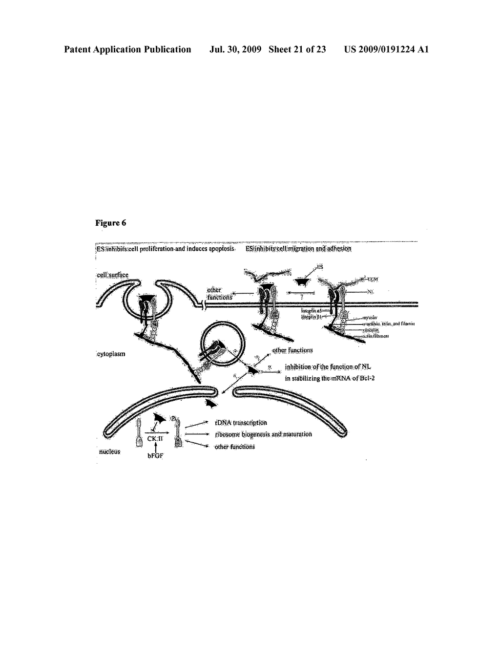 Nucleolin-Mediated Cancer Diagnostics and Therapy - diagram, schematic, and image 22