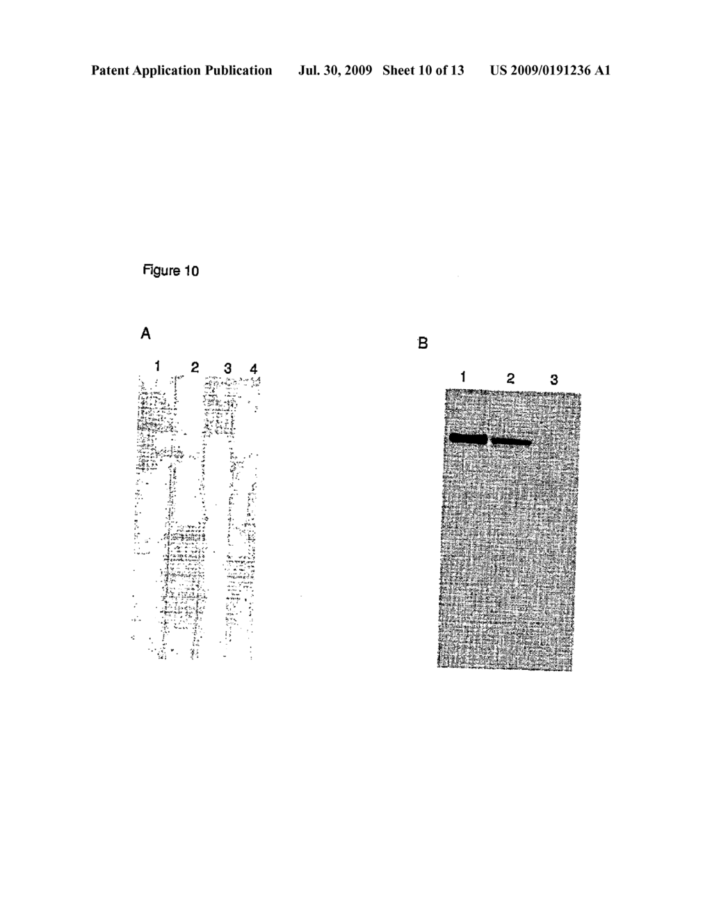 PIROPLASMID VACCINE - diagram, schematic, and image 11