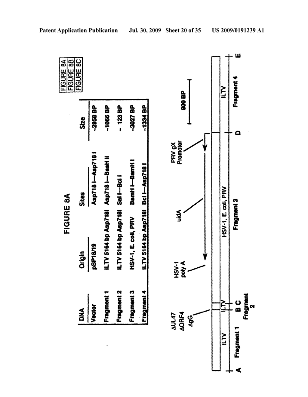 RECOMBINANT INFECTIOUS LARYNGOTRACHEITIS VIRUS AND USES THEREOF - diagram, schematic, and image 21