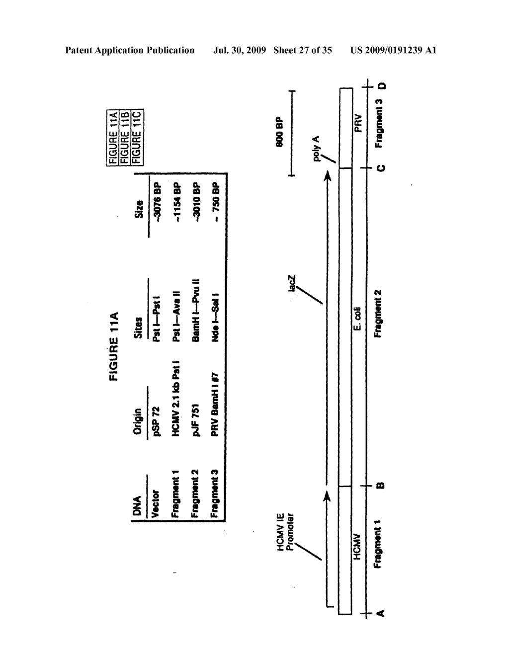 RECOMBINANT INFECTIOUS LARYNGOTRACHEITIS VIRUS AND USES THEREOF - diagram, schematic, and image 28