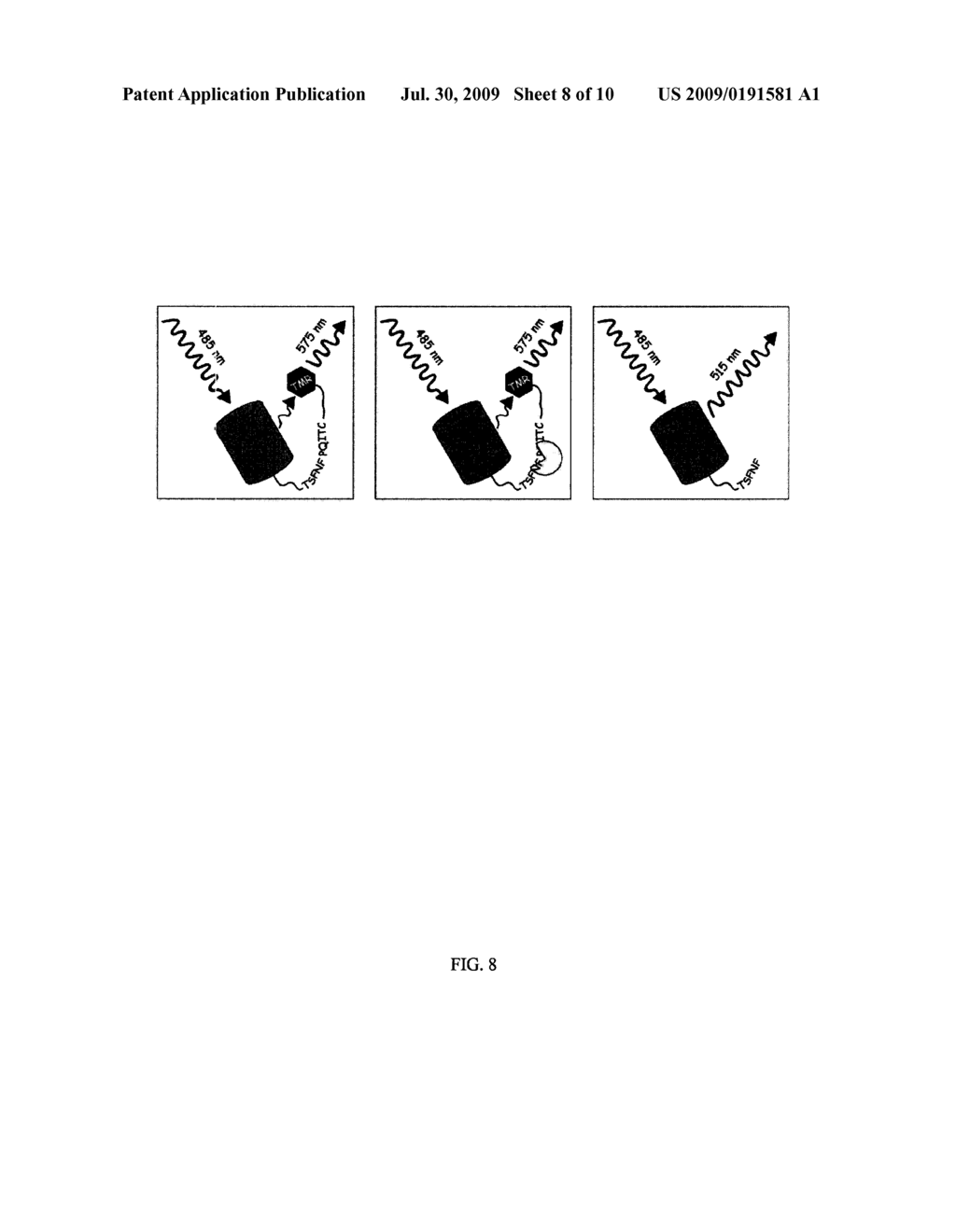 CELL-PERMEABLE FLUORESCENT PROTEINS - diagram, schematic, and image 09