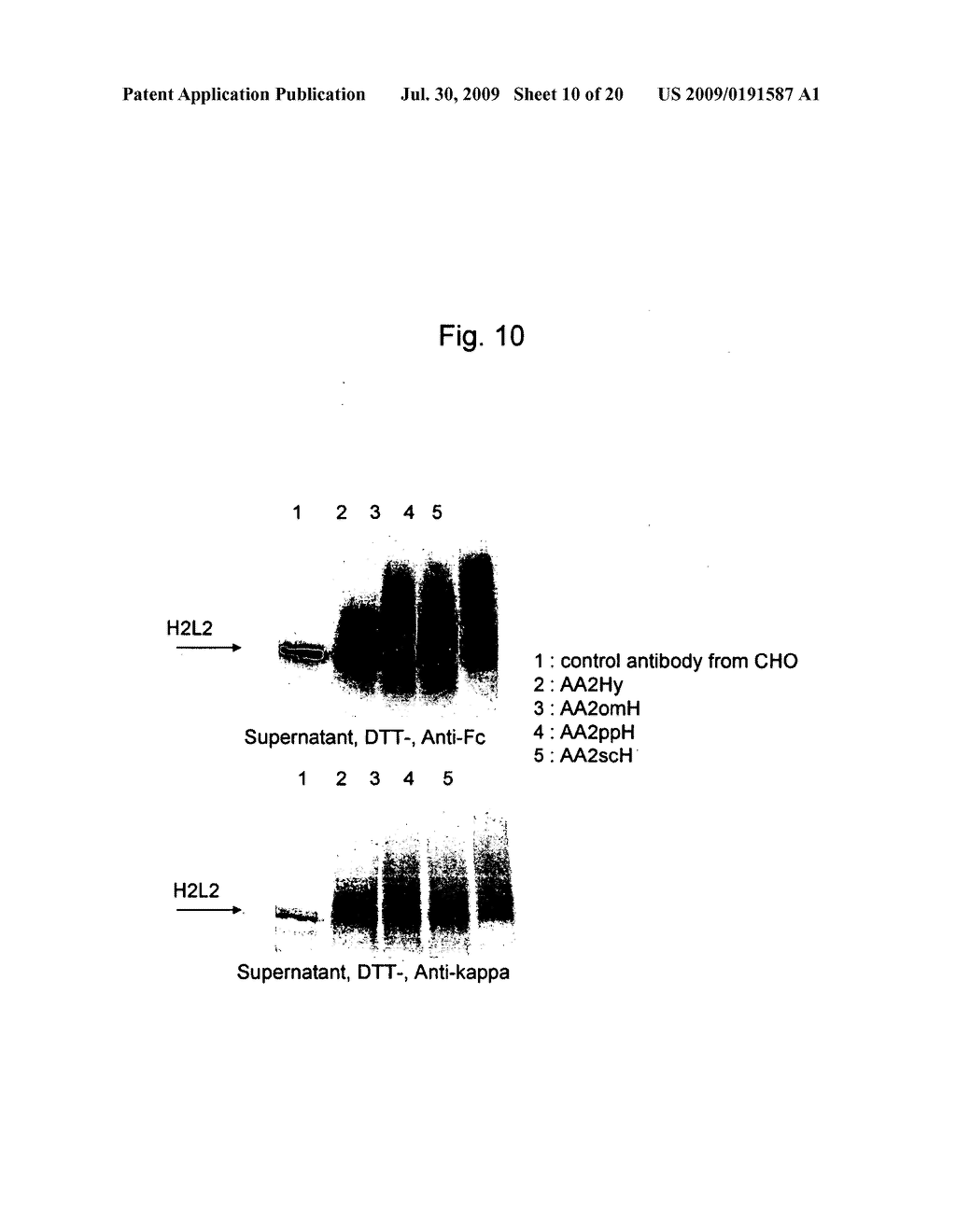 METHOD FOR HIGH-LEVEL SECRETORY PRODUCTION OF PROTEIN - diagram, schematic, and image 11