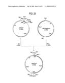 GLYCOENGINEERED, RECOMBINANT ANTIBODY diagram and image