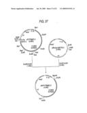 GLYCOENGINEERED, RECOMBINANT ANTIBODY diagram and image